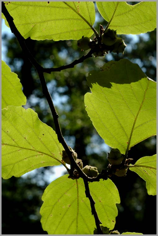 hazelnut, august