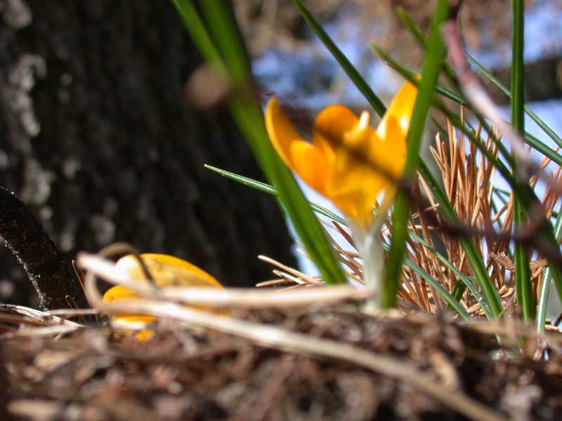 crocus among pines