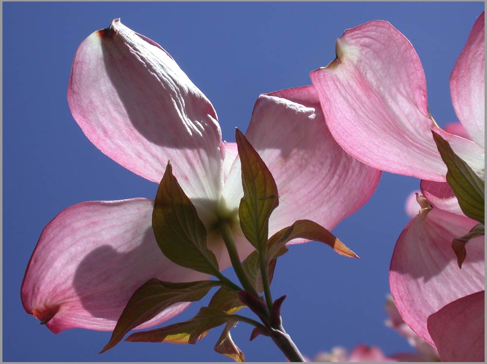 april magnolia