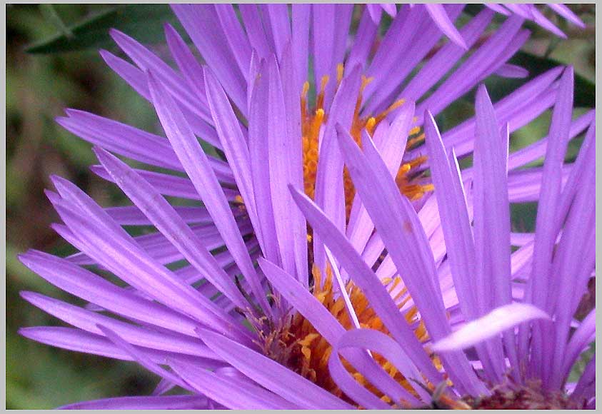 new england aster