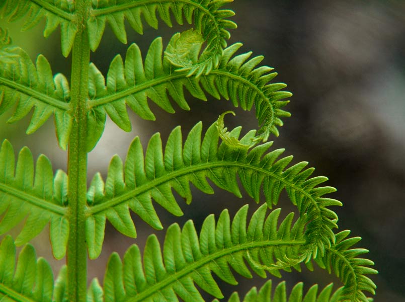 fern new leaf form