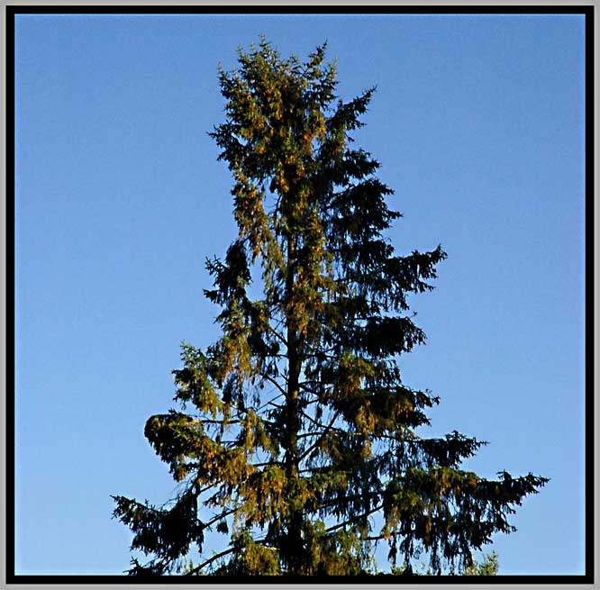 fiddletop spruce