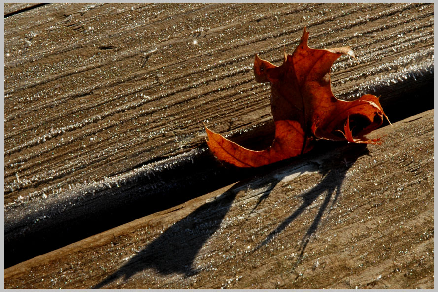 november frost
