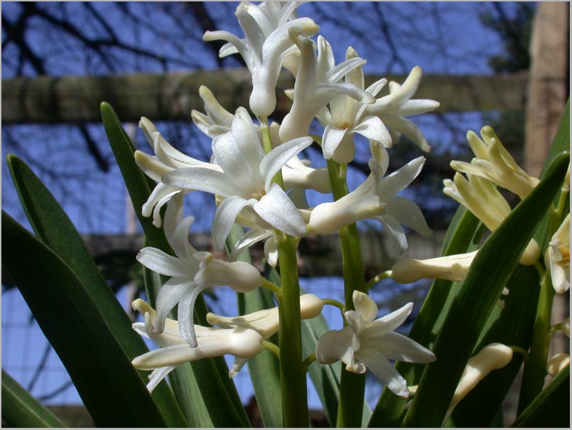 april, garden hyacinth