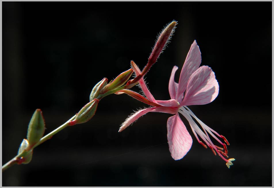 gaura spp.