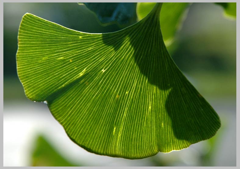 ginkgo leaf