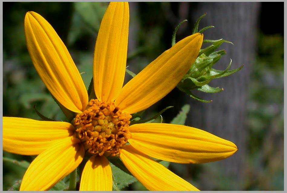 woodland sunflower