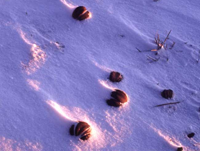 shagbark hickory  nuts in snow
