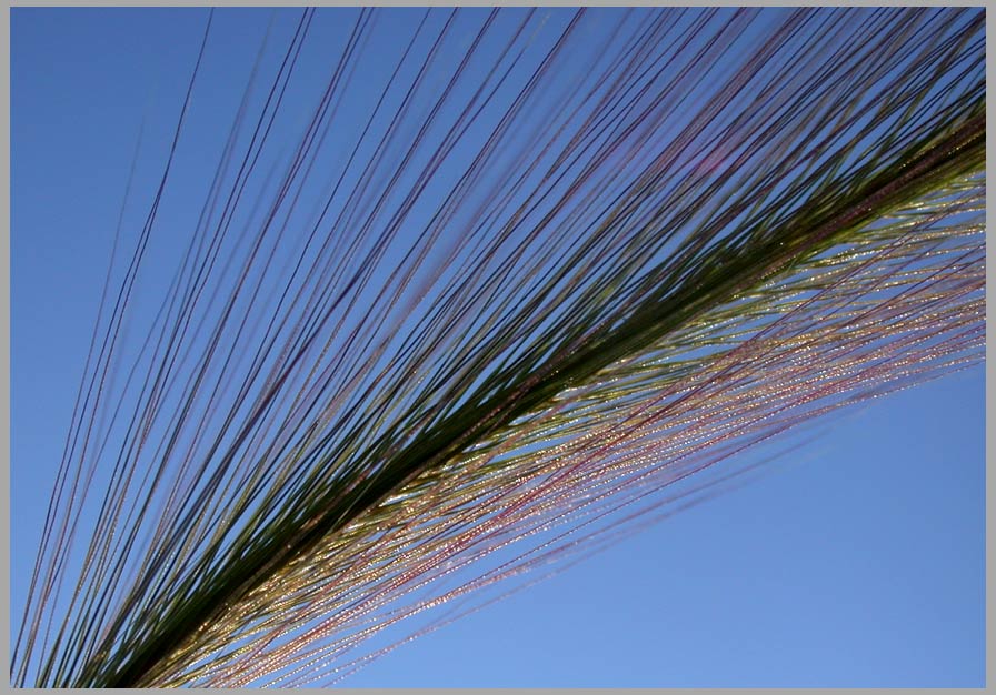 foxtail barley (hordum jubatum)