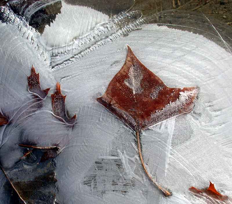 ice leaf forms