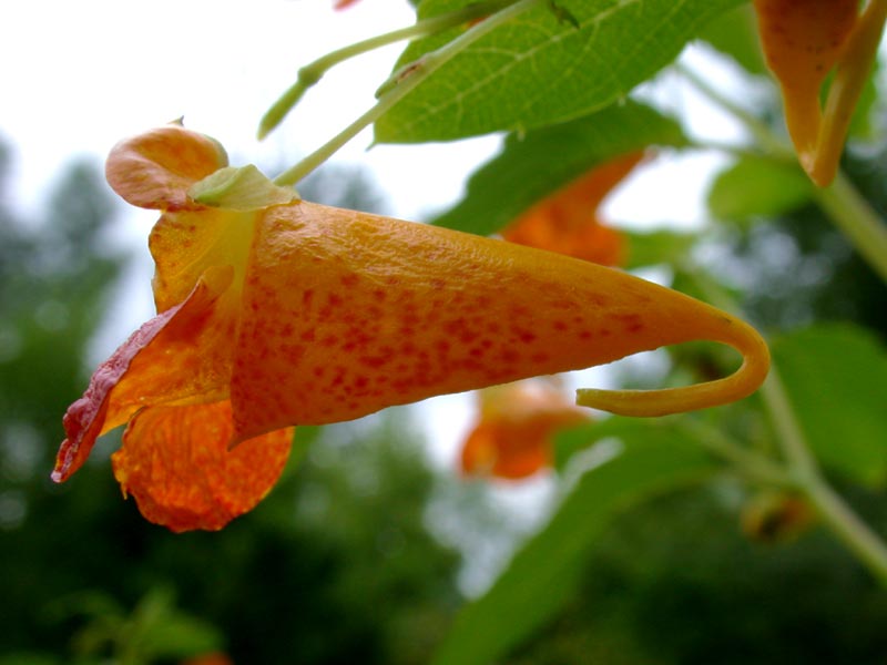 jewelweed, flower