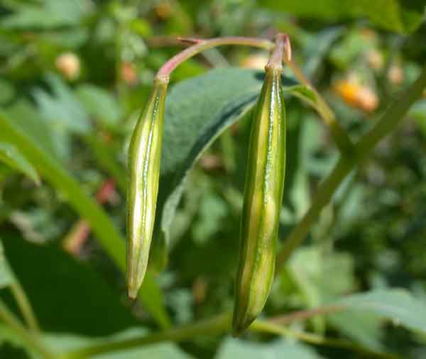 jewelweed, seed pods