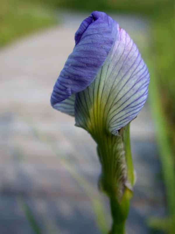 iris, unfolding