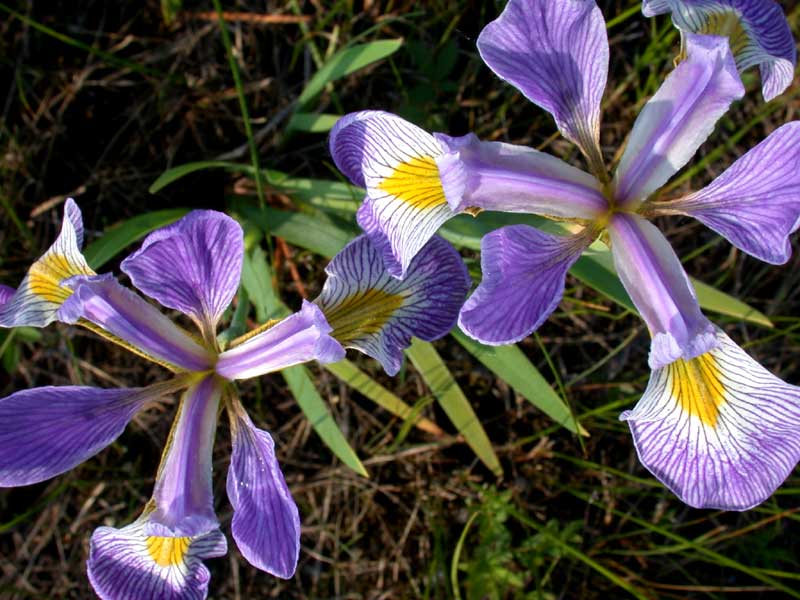 blueflag iris duo, native