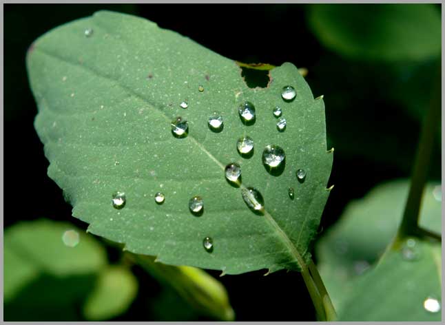 juwelweed leaf