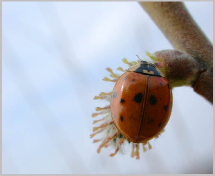 ladybug eating pollen