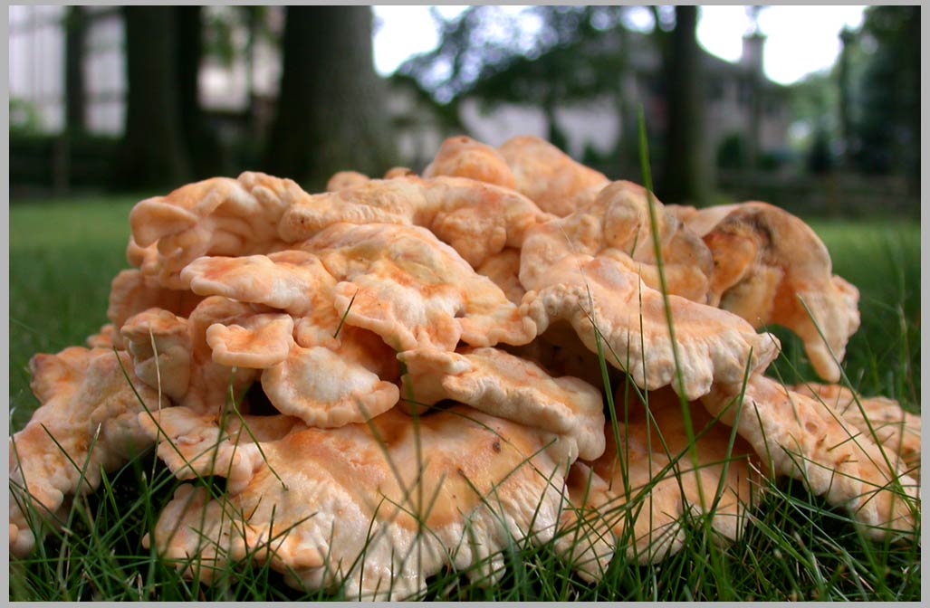 chicken of the woods