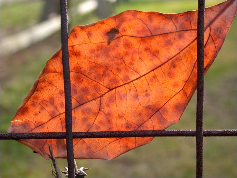 leaf on a wire