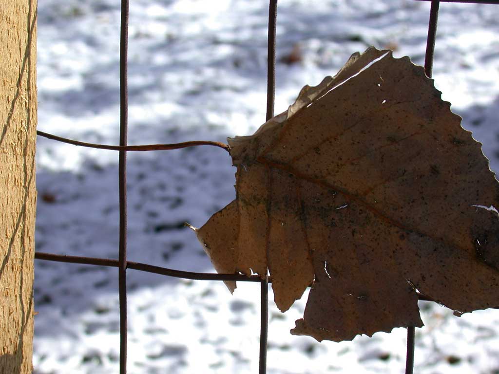 poplar leaf on wire