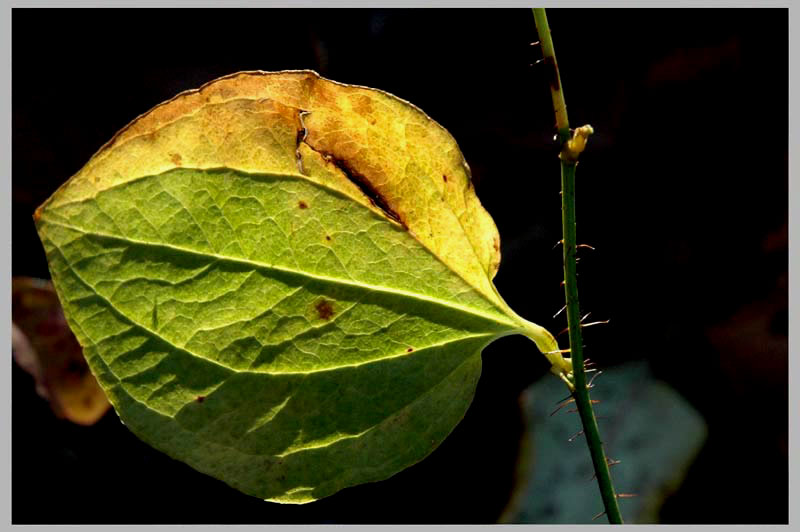 leaf with thorns