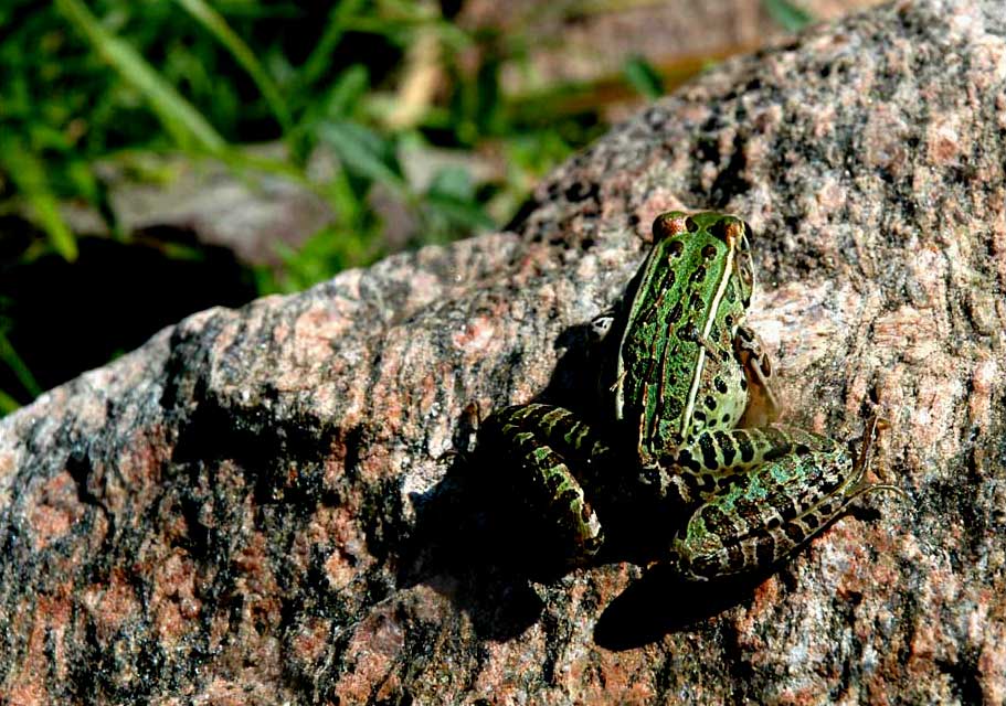 leopard frog