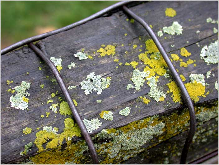 lichen fence