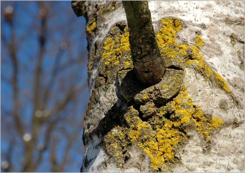 lichen on birch
