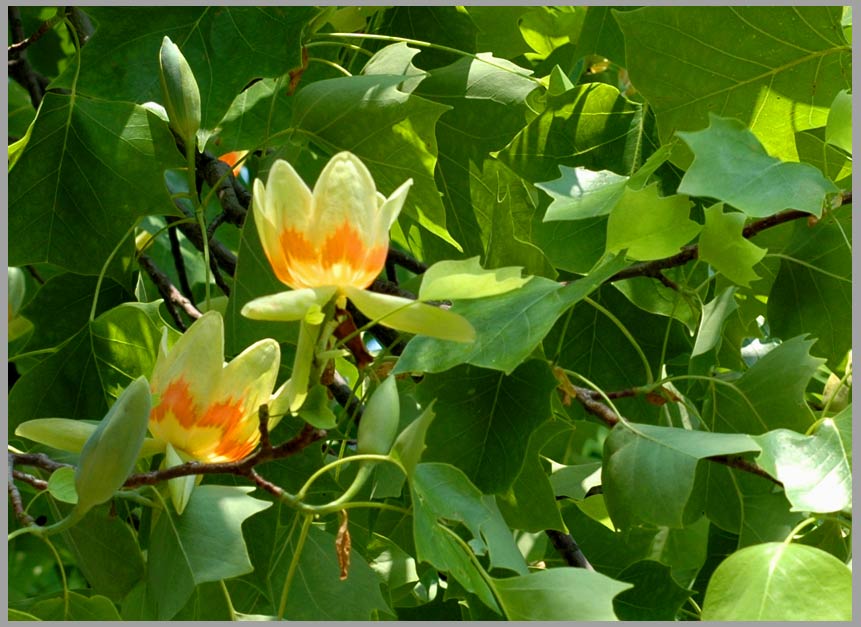 tuliptree