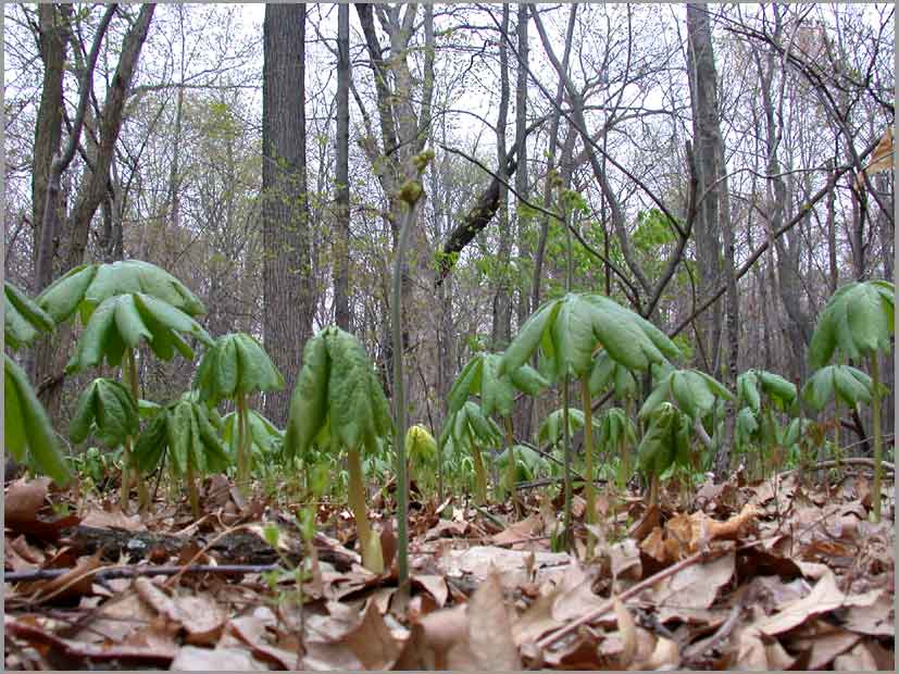 mayapple forest