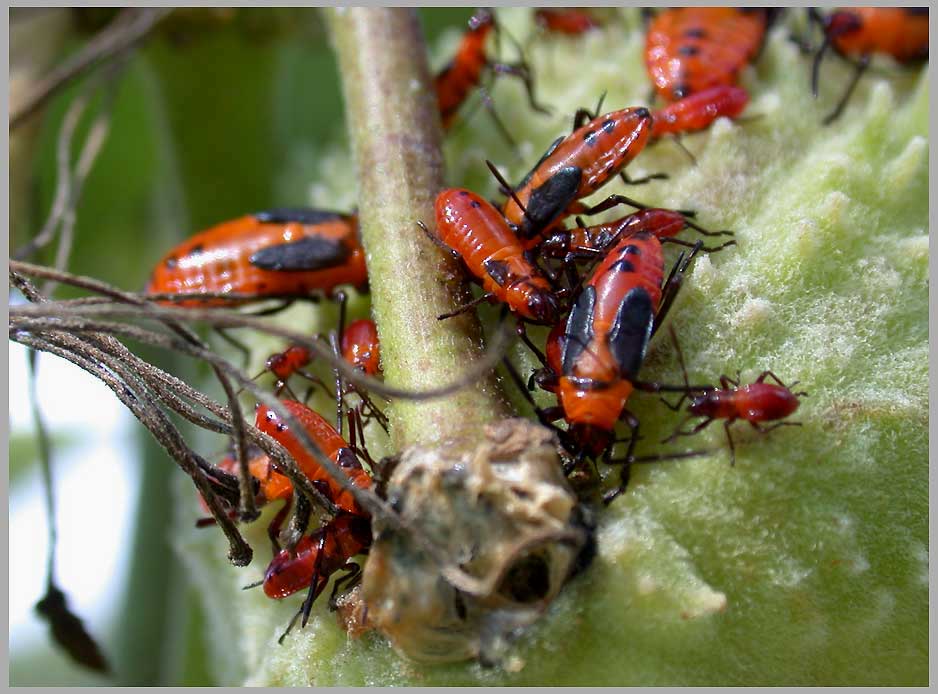 milkweed bugs