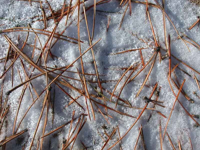 needles on snow