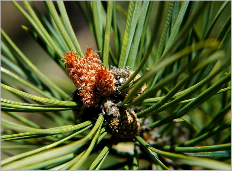april scots pine
