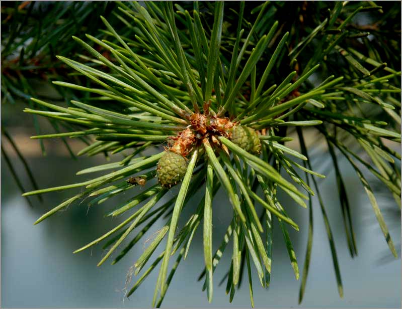 scotts pine, new pinecones