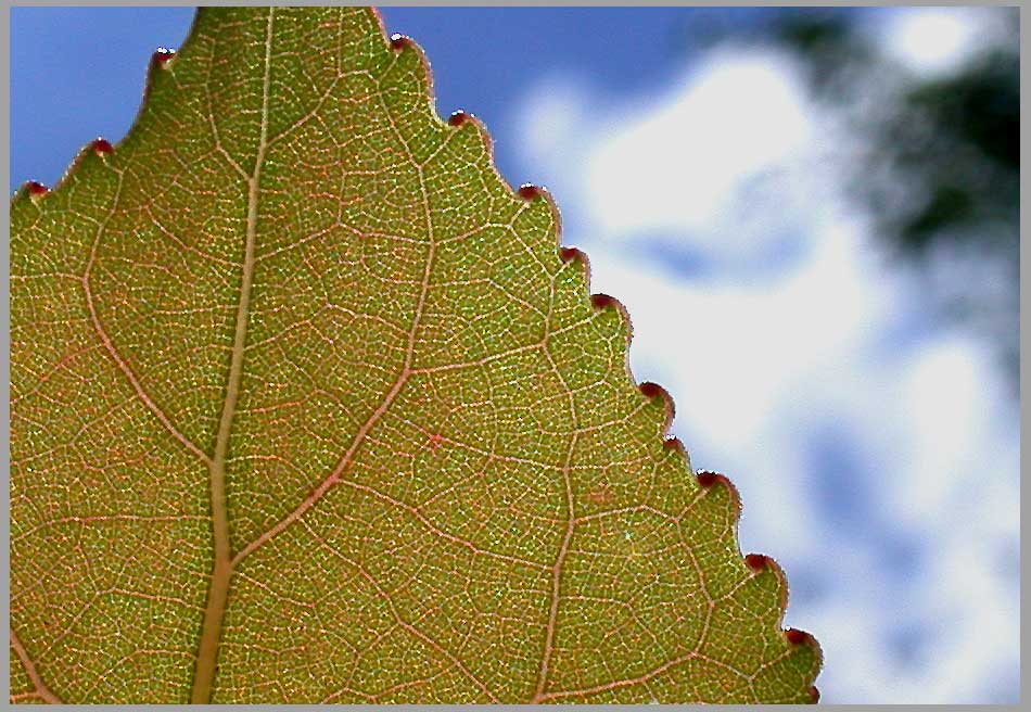 poplar leaf, wavy edge
