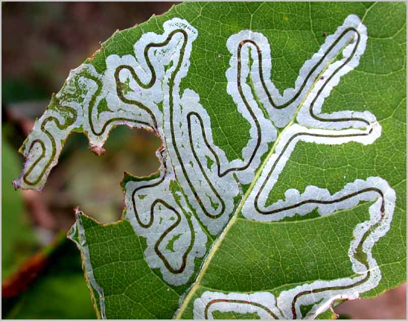 primal leaf patterns