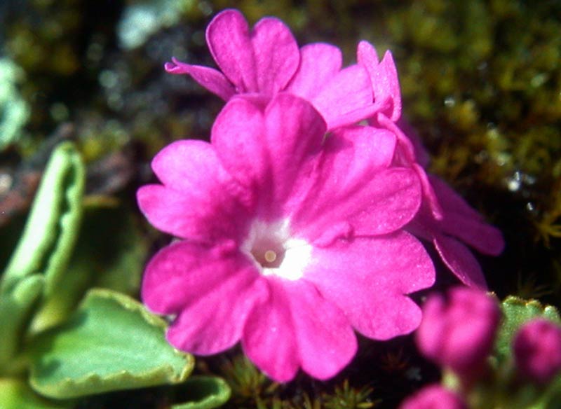 primula, first flower of mountain spring
