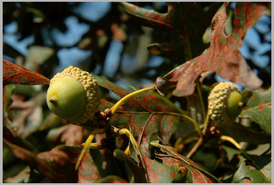 white oak acorns