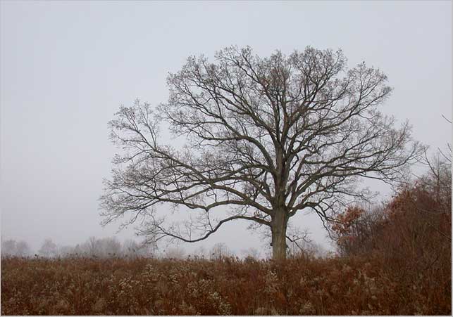 solitary oak