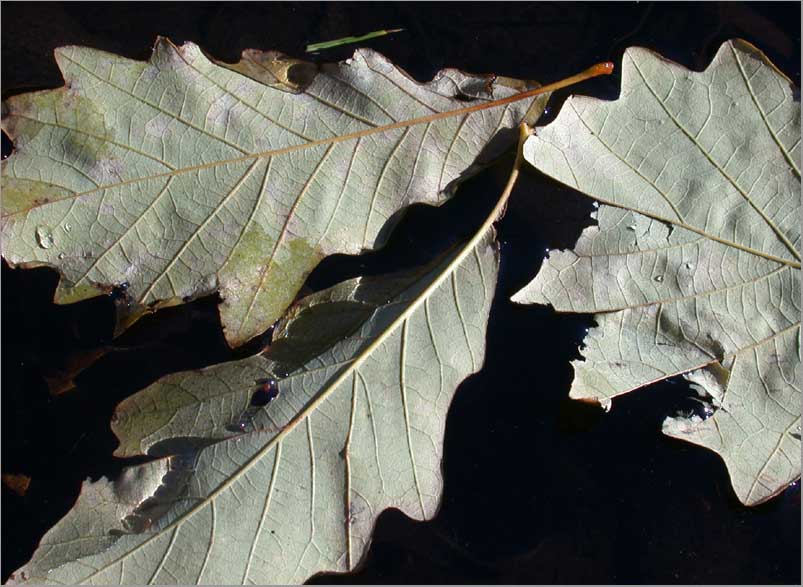 swamp white oak leaves (backside)