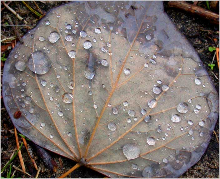 redbud leaf, water drops