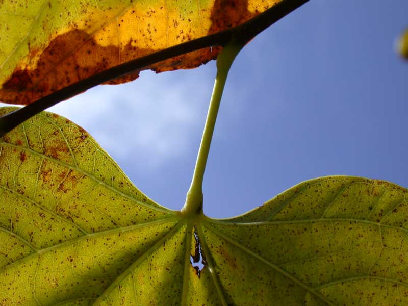 redbud leaf, detail
