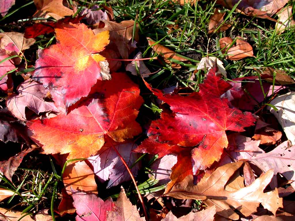 red mpale leaves, North America