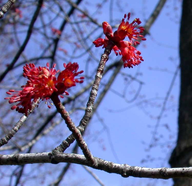 red maple, male flowers