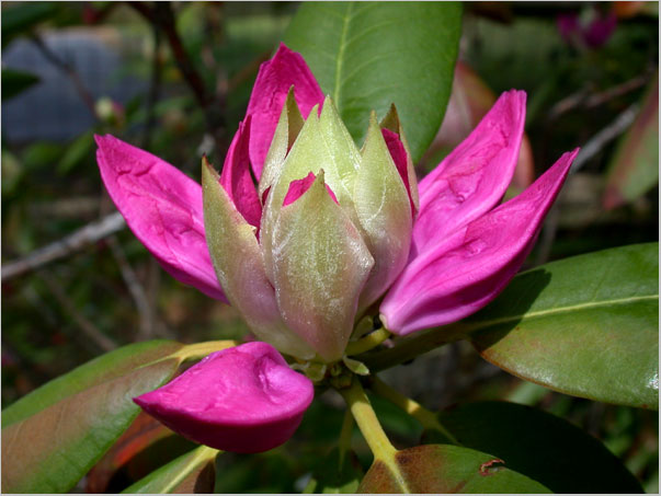 rhododendron, flowers unfolding