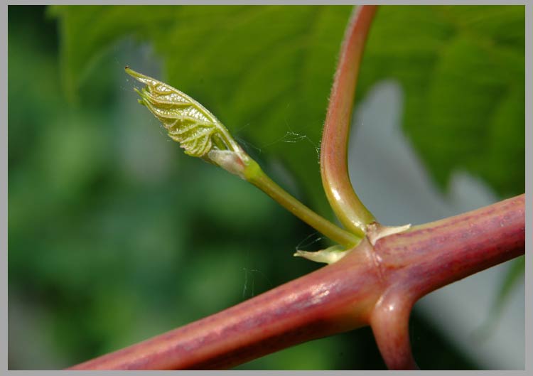 riparian grape, new leaf