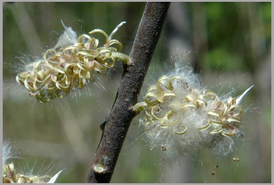 willow, female flowers