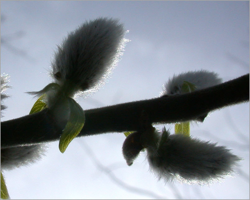 willow catkins . . .