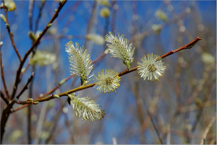 willow catkins, april