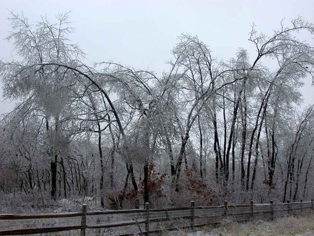 sassafras after ice storm