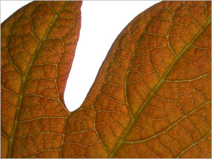 sassafras, leaf venation